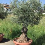 Olea europea - Maslina