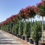 Nerium oleander 200-250