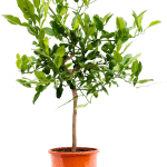 Citrus Hystrix