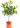 citrus-hystrix-5376